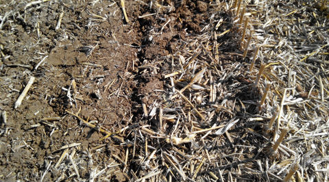 Rodillo con grada de discos Bagues, gradas de discos, nuevos