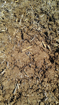 Rodillo con grada de discos Bagues, gradas de discos, nuevos