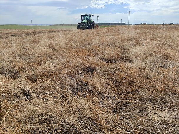 striptill con sembradora