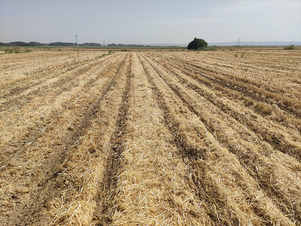striptill con sembradora